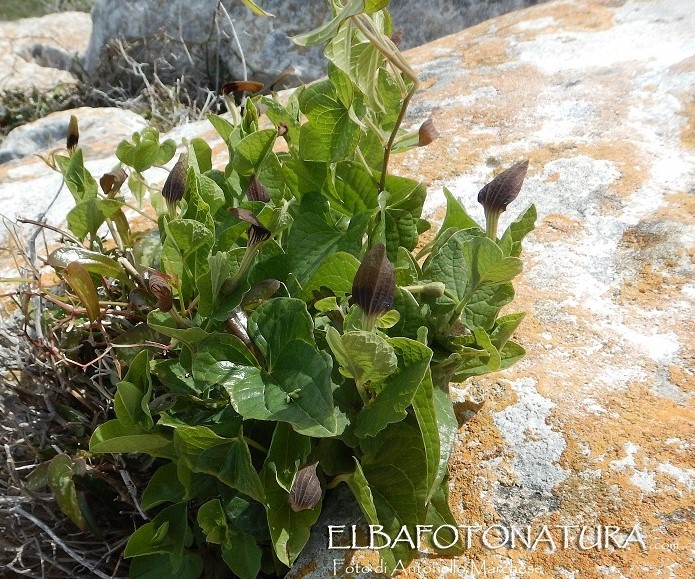 Aristolochia rotunda a Pianosa